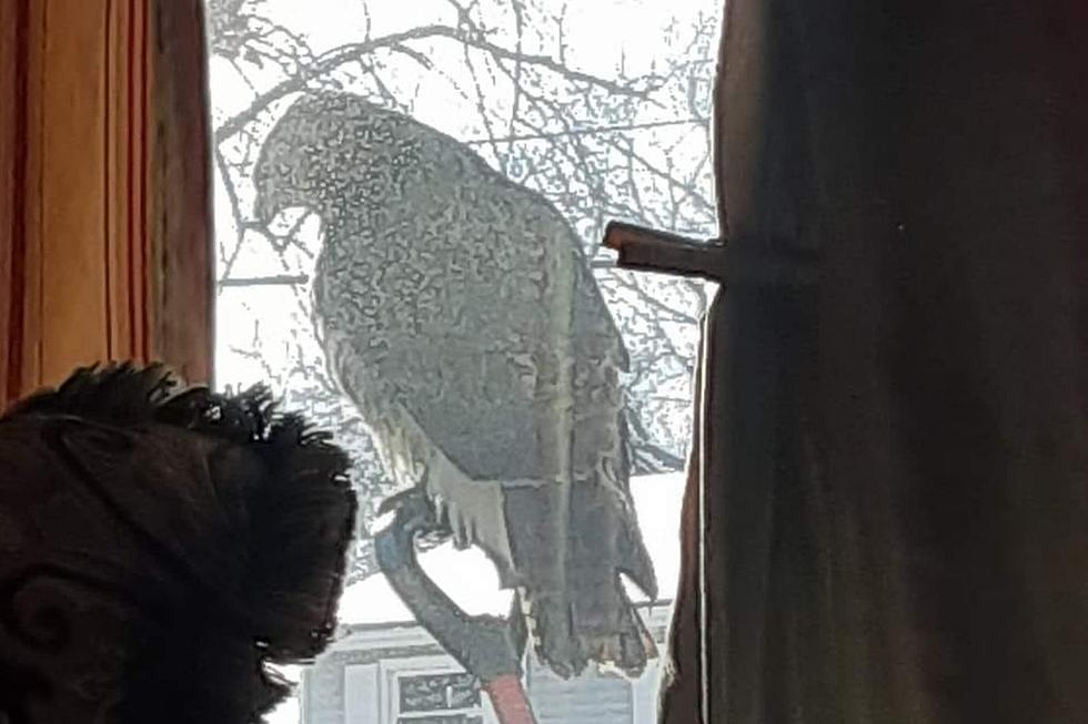 This Ain’t Sesame Street, But That Is a Big Bird – Indiana Family Snaps Pic of Massive Hawk on Back Porch