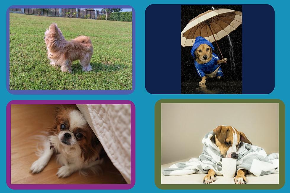 Southern Indiana Weather According to Dogs &#8211; Severe Storms Expected Thursday