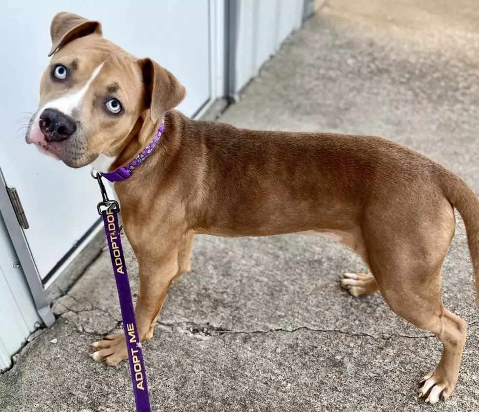 Pet of the Week SHAMROCK