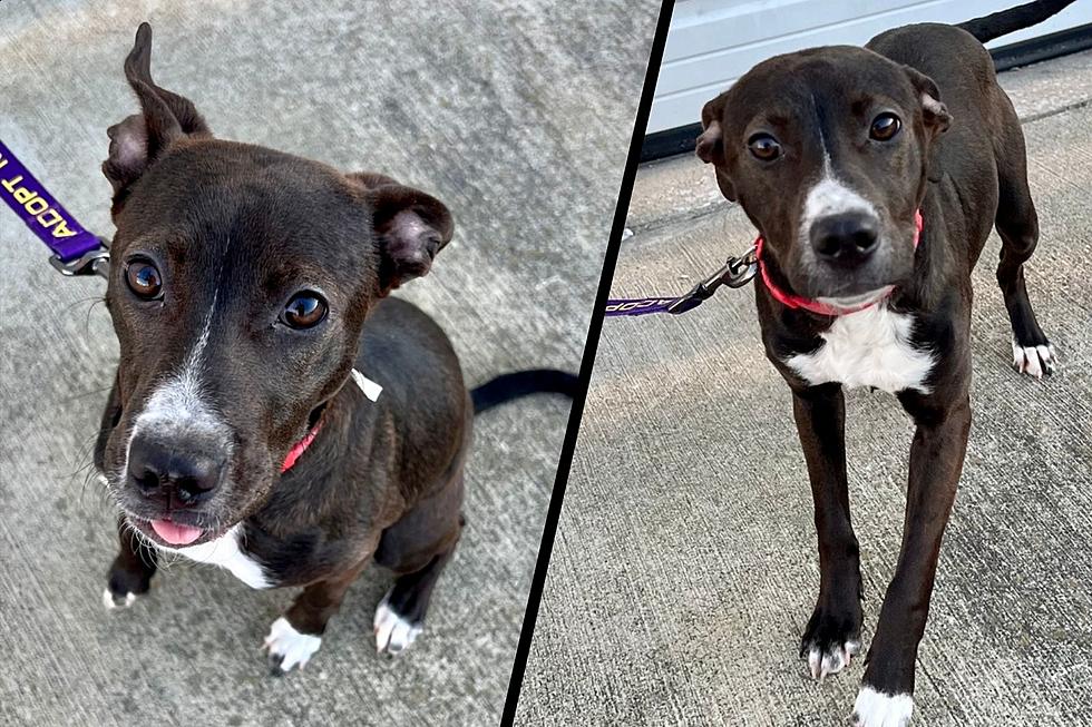Recently Rescued Indiana Puppy is Ready to Steal Your Heart – Here’s How to Adopt BIXBY