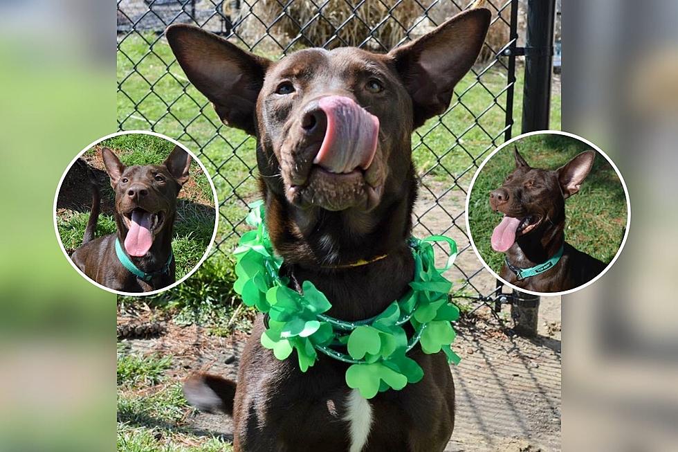 This Indiana Dog Named OSCAR is Anything But a Grouch – He Is Outgoing and Loves to Snuggle