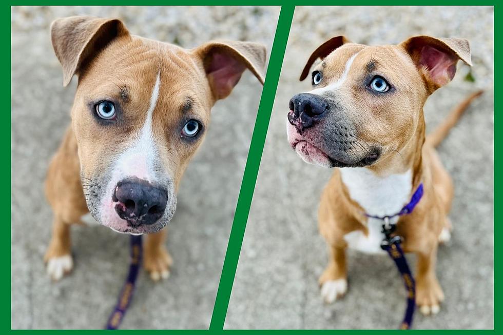 These Irish Eyes Are Smiling &#8211; And We&#8217;re Hoping You&#8217;ll Adopt This Sweet Pup Named &#8220;SHAMROCK&#8221;