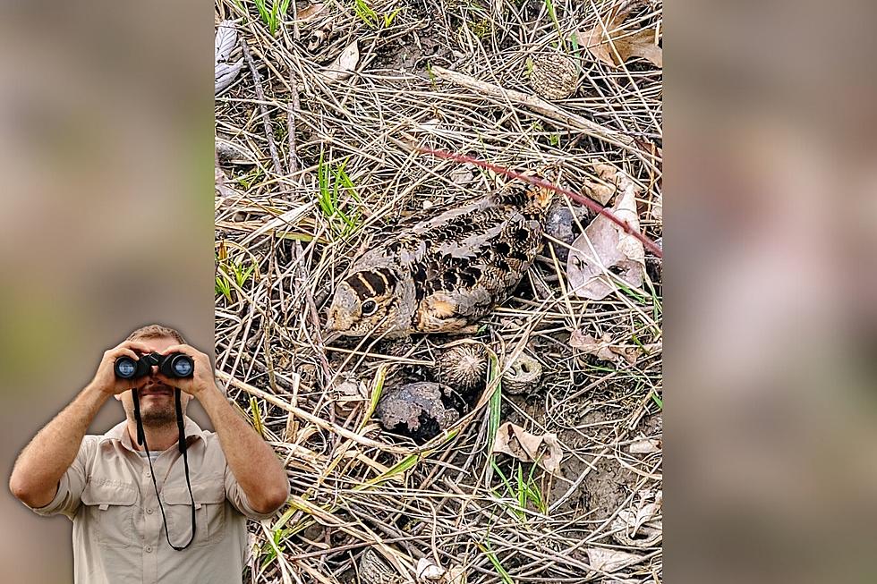 Hiker Spots Unique Indiana Bird in the Brush - Can You See It?