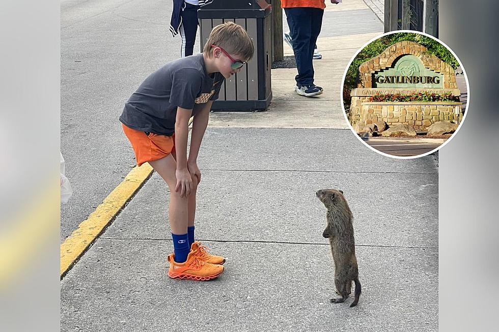 Visitors to Gatlinburg Likely to See This Wildly Entertaining Unofficial Greeter