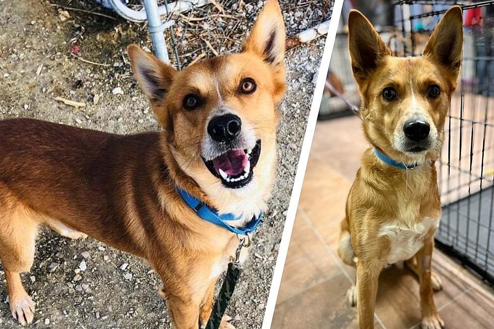 Indiana Puppy With Perfectly Perky Ears Needs a Loving Forever Home