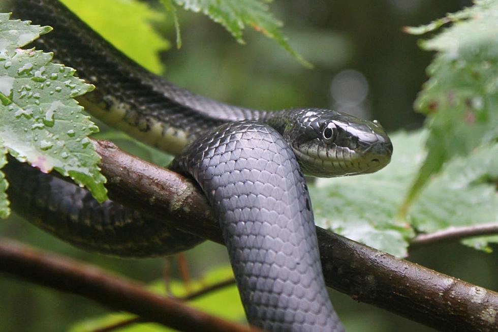 The Biggest Snake in Indiana is Not Only Harmless, But Helpful