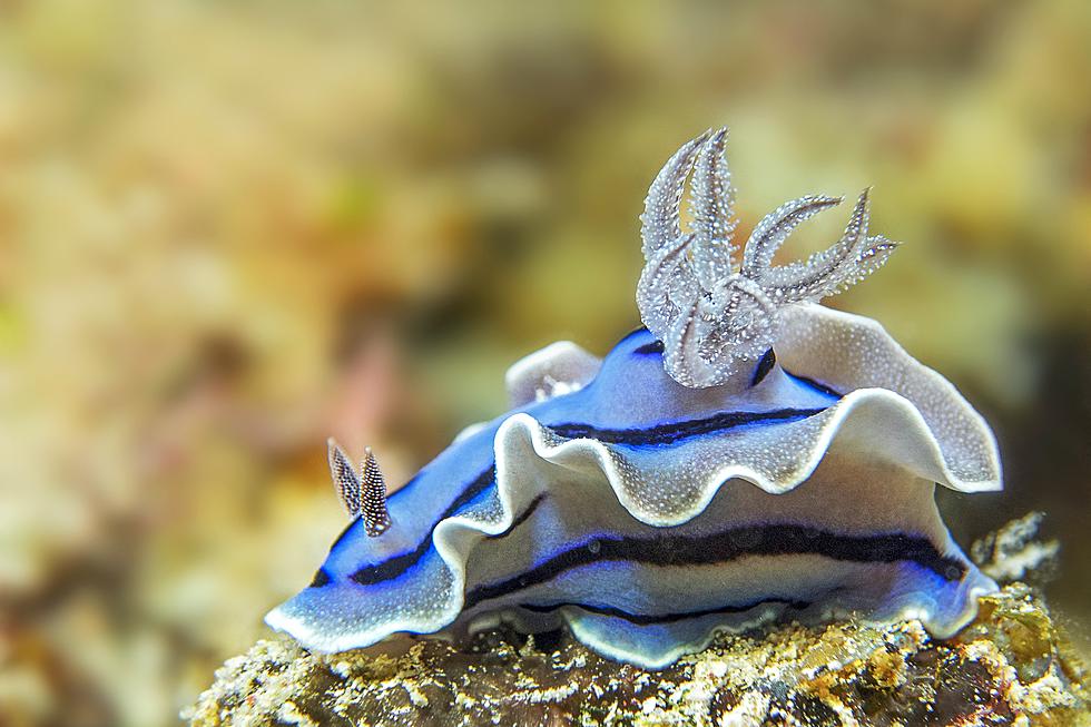 The Blue Dragon Sea Slug Found in Texas is a Rare and Beautiful Venomous Preditor