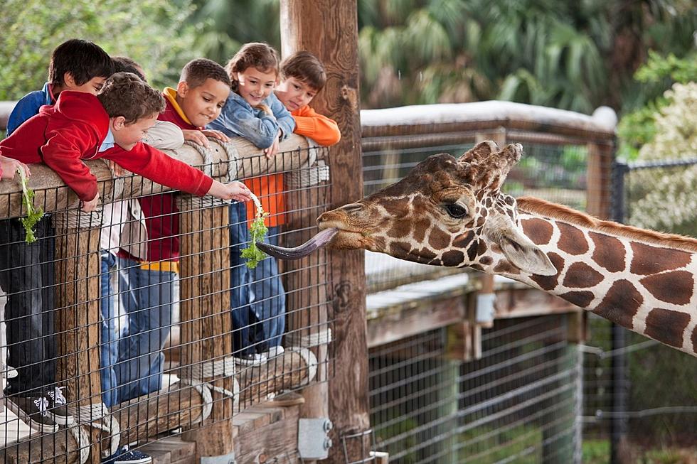 Evansville, Indiana Moms Answer The Question ‘Is Mesker Park Zoo Worth An Annual Membership?’