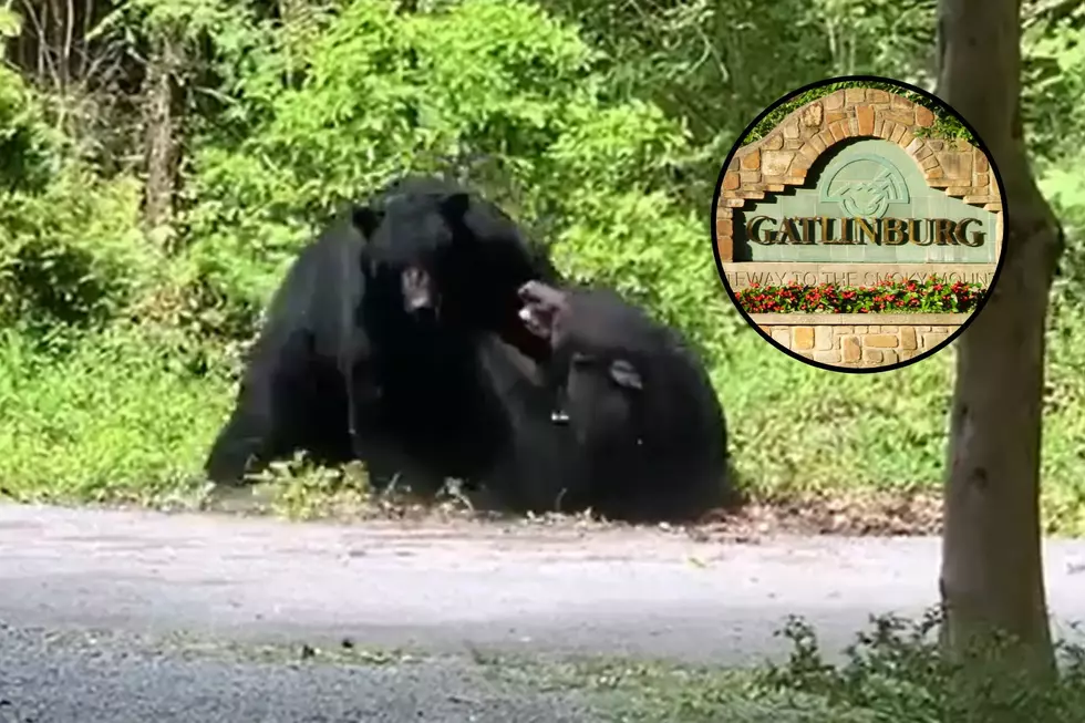 Two Massive Black Bears Filmed Duking It Out in Gatlinburg, TN