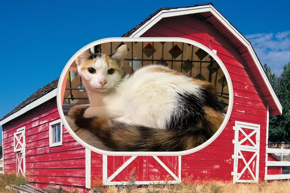 Our Adoptable Pet of the Week Would Make the Perfect Indiana Barn Cat