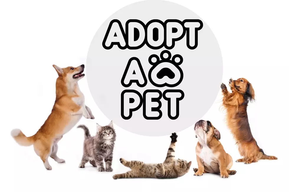 Southern Indiana Animal Shelter Waiving Adoption Fees 5/20/22 &#038; 5/21/22