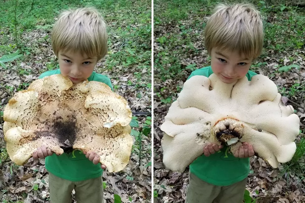 Illinois Boy Finds Strange Mushroom Bigger Than His Head
