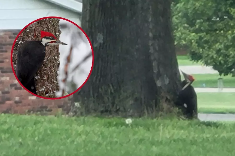 Indiana Man Surprised to See Two Beautiful Woodpeckers in His Backyard