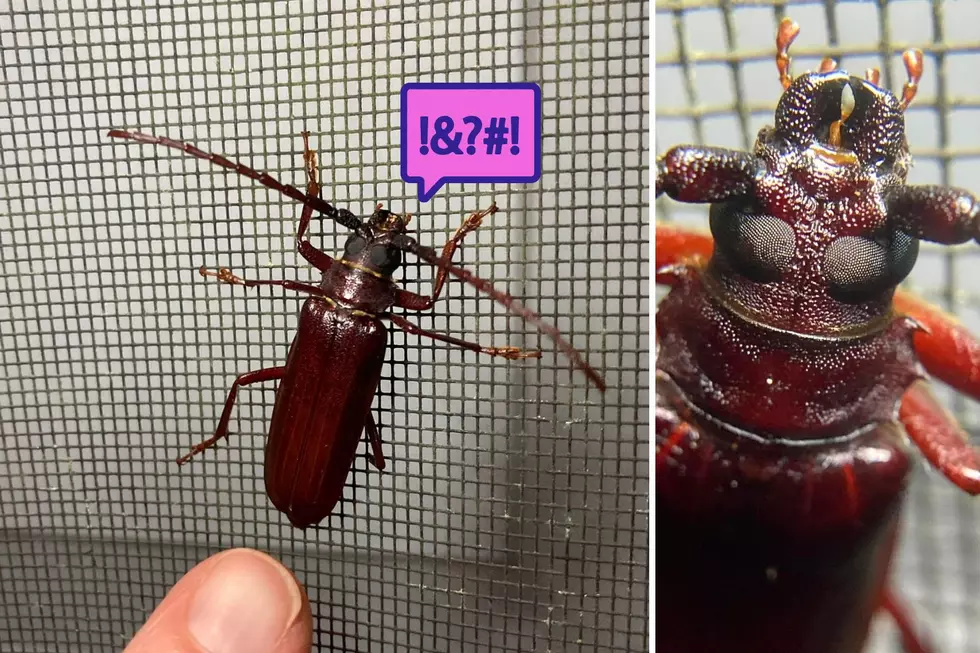 Learn More About the "Cussing Beetle" Commonly Found in Indiana