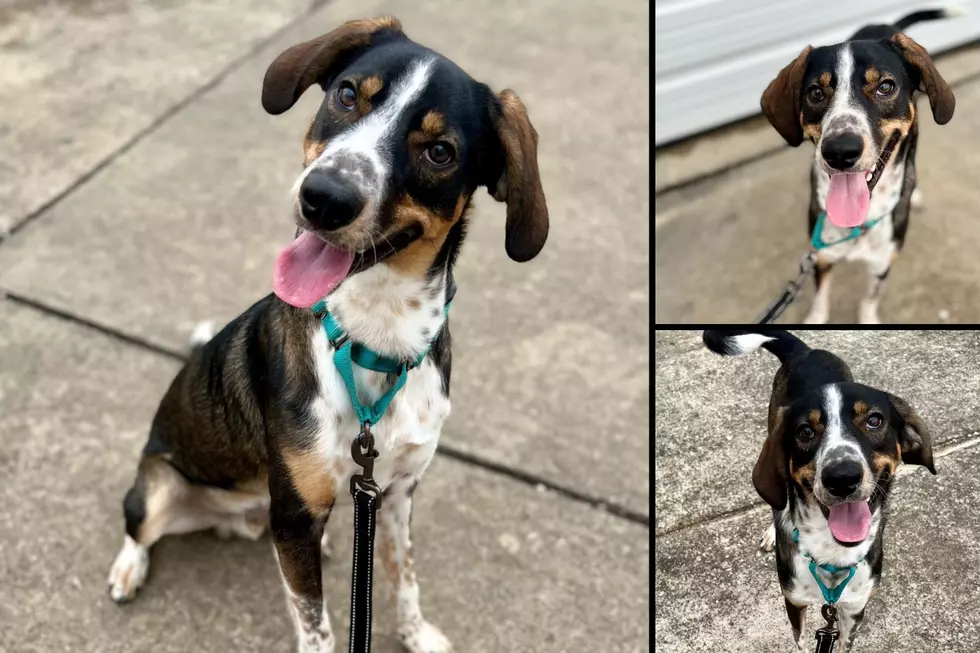 Indiana Pup Ain’t Nothin’ But a Happy Hound Dog Lookin’ for a Forever Home