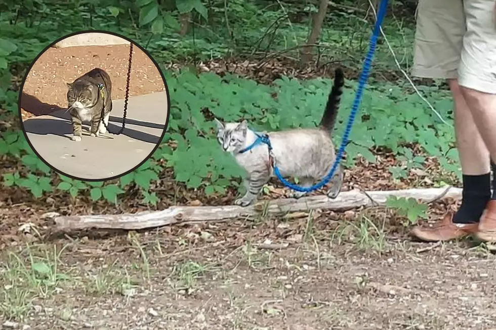 Indiana Couple Takes Their Cats Camping and It Goes Surprising Well
