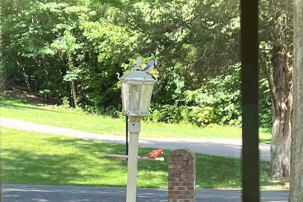 Rare Sighting of Cardinal and Blue Jay Together in Southern Indiana &#8211; What Does it Mean?