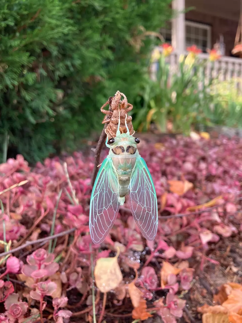 Cicada