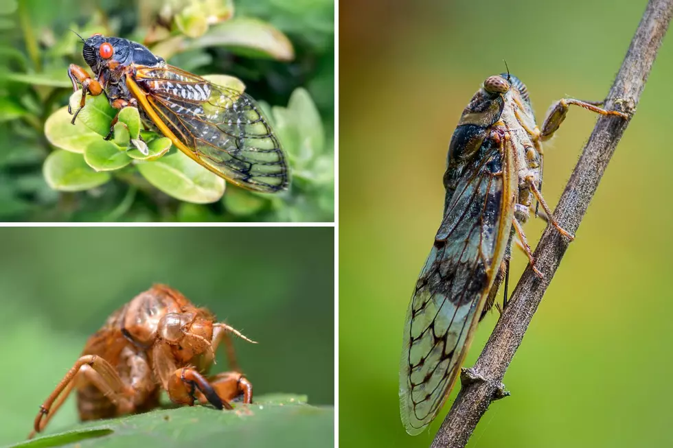 Indiana Woman Captured a Surprisingly Beautiful Photo of Cicada