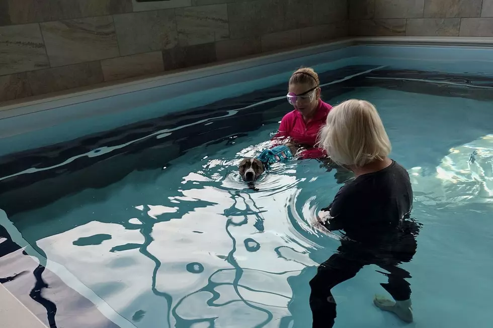 Swim Forrest, Swim &#8211; Southern Indiana Shelter Dog Finally Getting The Life He Deserves One Lap at a Time