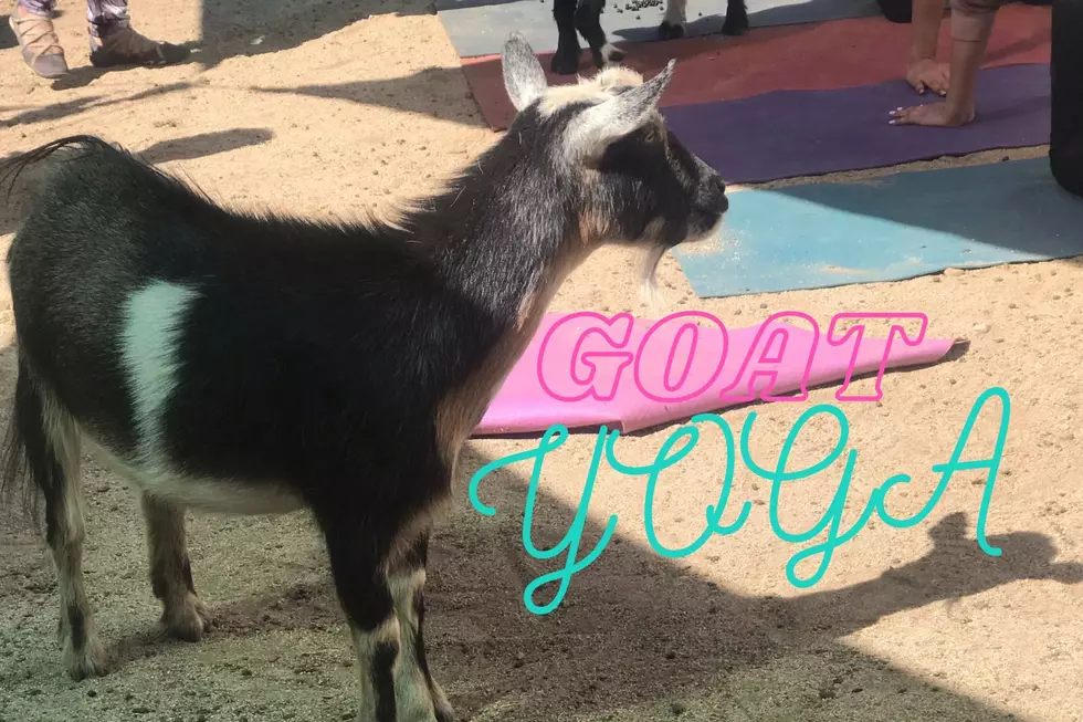 Southern Indiana Farm Offering Goat Yoga and Exclusive Baby Goat Experiences