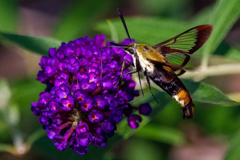 Hummingbird Moth