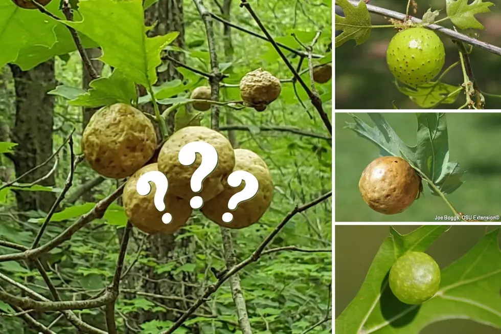 You’ll Never Guess What’s Inside These Cute Little Oak Tree Balls