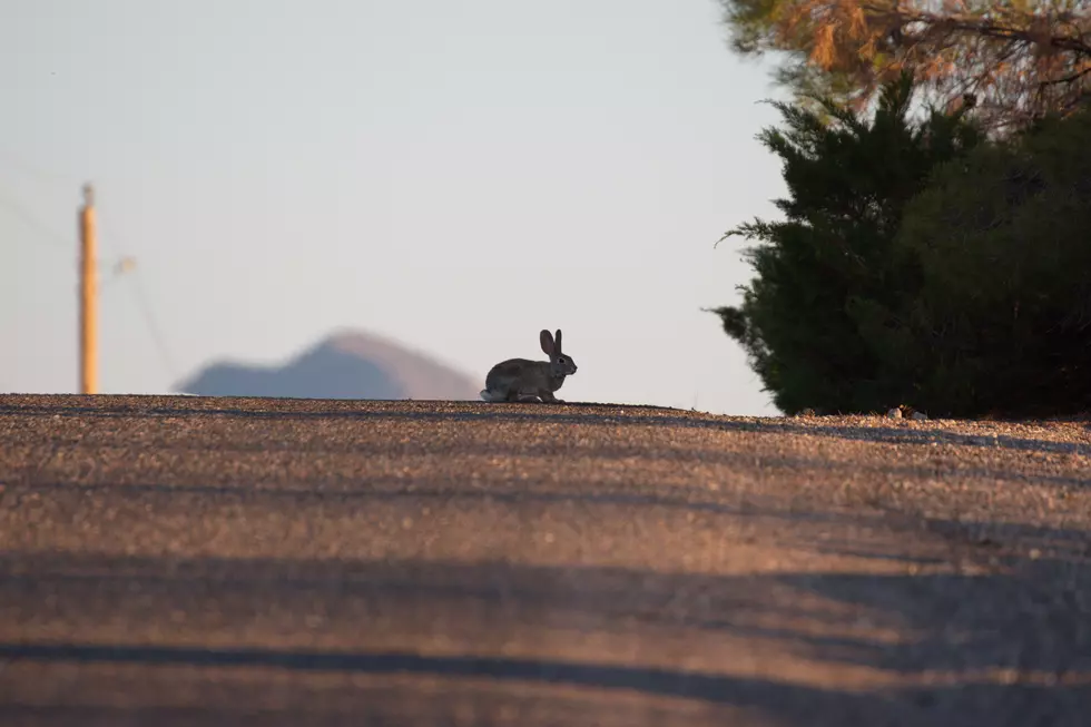 Rabbit in the road