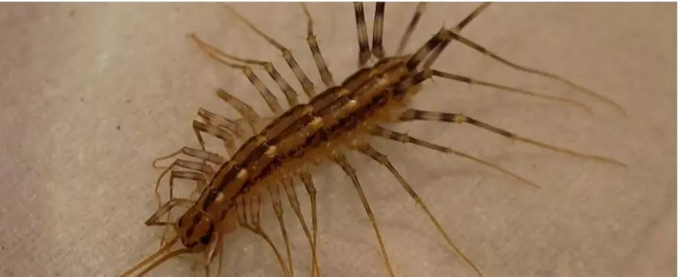 House Centipede