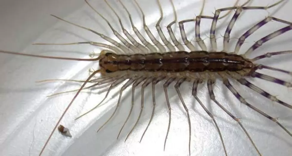 House Centipede