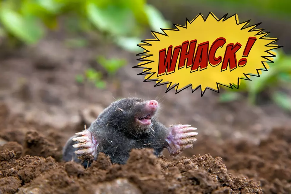 It Is Legal to Kill a Mole in Indiana, But Here&#8217;s Why You May Not Want To