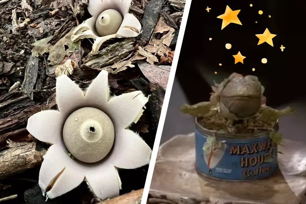 Indiana Woman Spots Unique Fungus That’s “Out of This World”