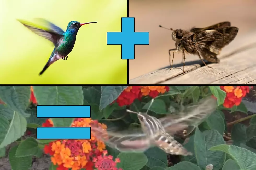 Indiana Man Catches Video of a Beautiful and Rarely Seen Hummingbird Moth