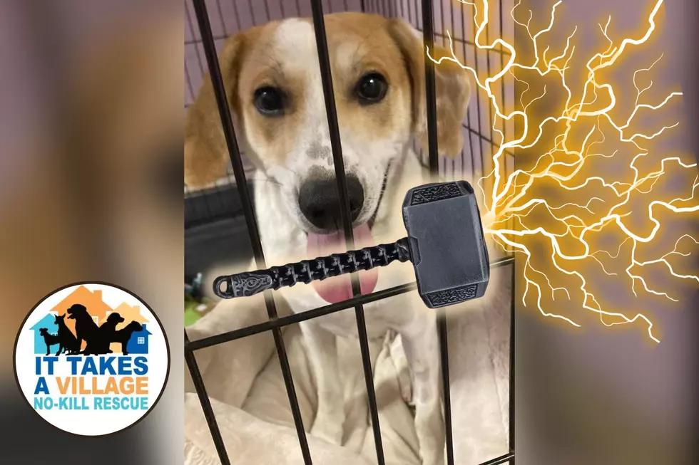 Adoptable Indiana Beagle is the “Dog” of THUNDER