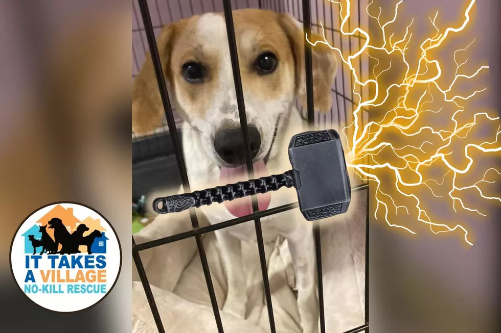 Adoptable Indiana Beagle is the &#8220;Dog&#8221; of THUNDER