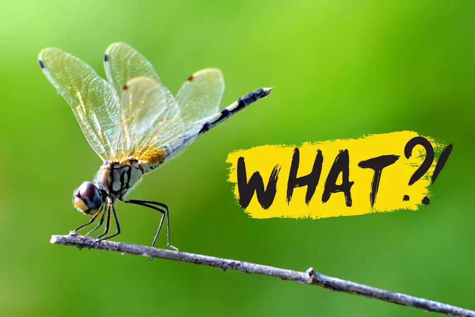Indiana Camper Shares Video of Strange Dragonfly Behavior &#8211; Here&#8217;s What is Really Happening