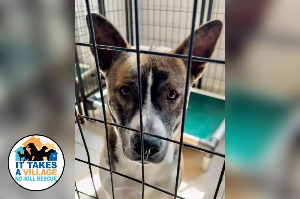 Beautiful Akita Waits in Southern Indiana Shelter for a Loving Foster