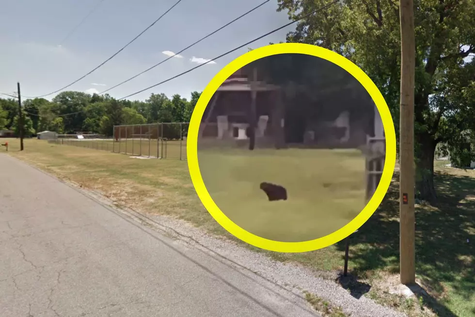 Princeton, Indiana Teen Captures Possible Bear Sighting in Snapchat Video
