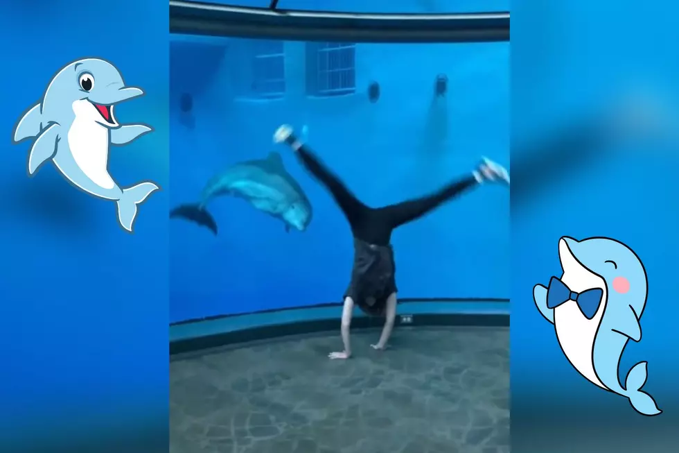 WATCH: Yoga Instructor Plays “Dolphin See, Dolphin Do” at the Indianapolis Zoo