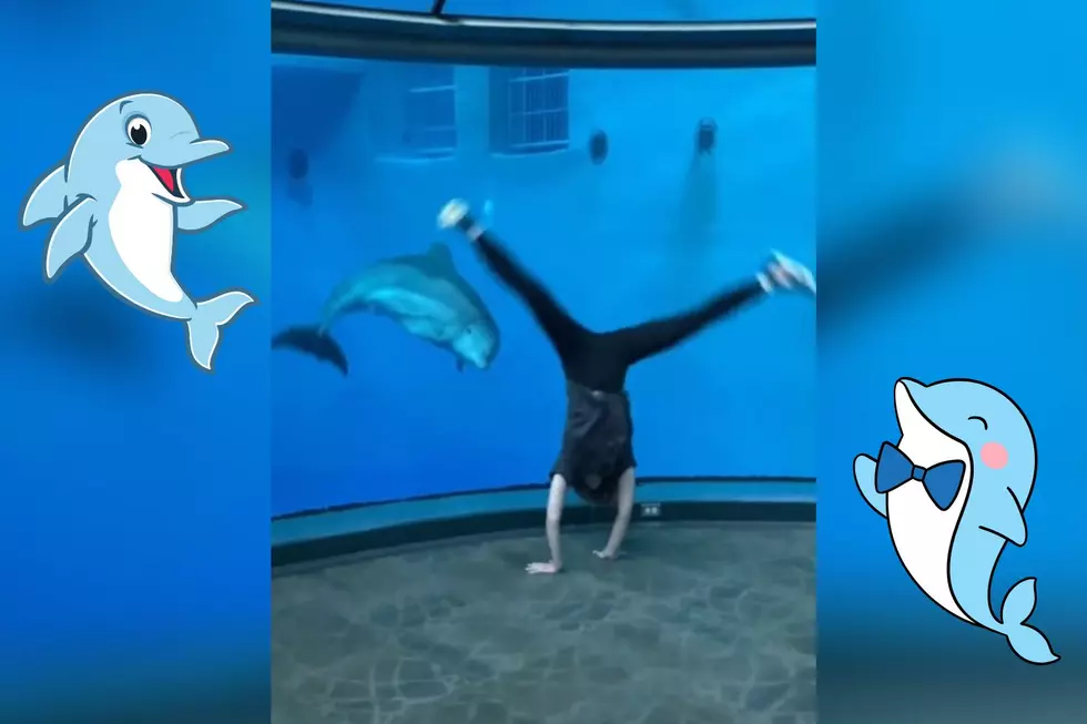 Woman Does Cartwheels With Adorable Dolphin at Indianapolis Zoo