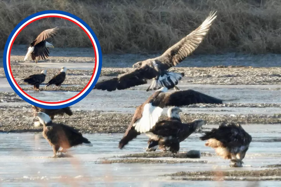 Southern Indiana Man Captures Majestic Convocation of Eagles in Breathtaking Photos