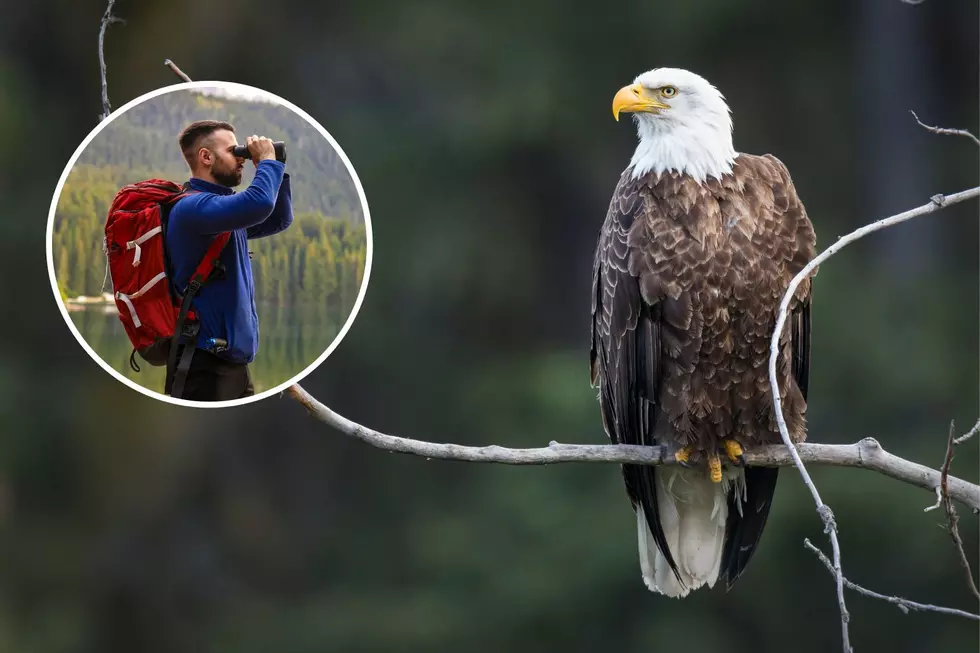 Southern Indiana &#8220;Eagle Watch&#8221; Gives Guests the Chance to See Beautiful Raptors in the Wild