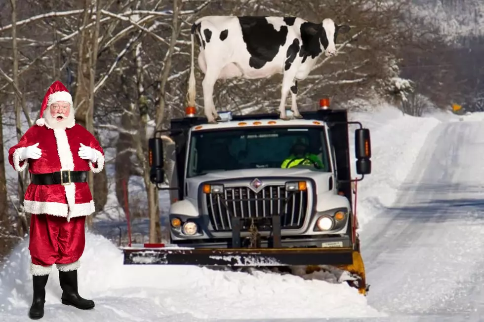 Move Over Elf on the Shelf – Meet Kentucky’s Cow on a Plow