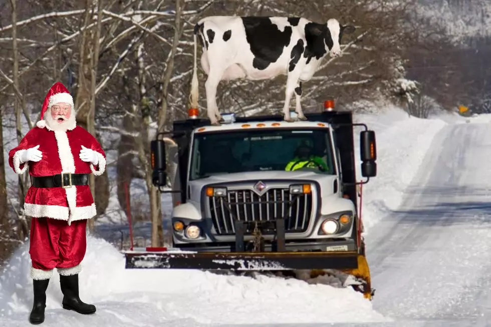 Move Over Elf on the Shelf - Meet Kentucky's Cow on a Plow