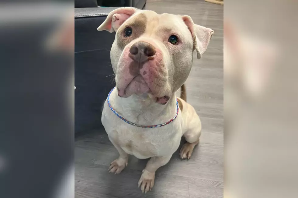 Handsome, Huggable Indiana Puppy Wants to Get Adopted This Christmas