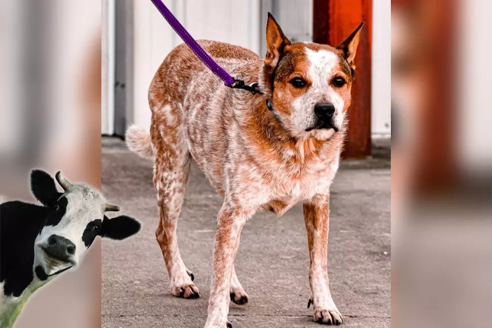 Mature Indiana Cattle Dog Would Be Much Obliged If You Would Adopt Him
