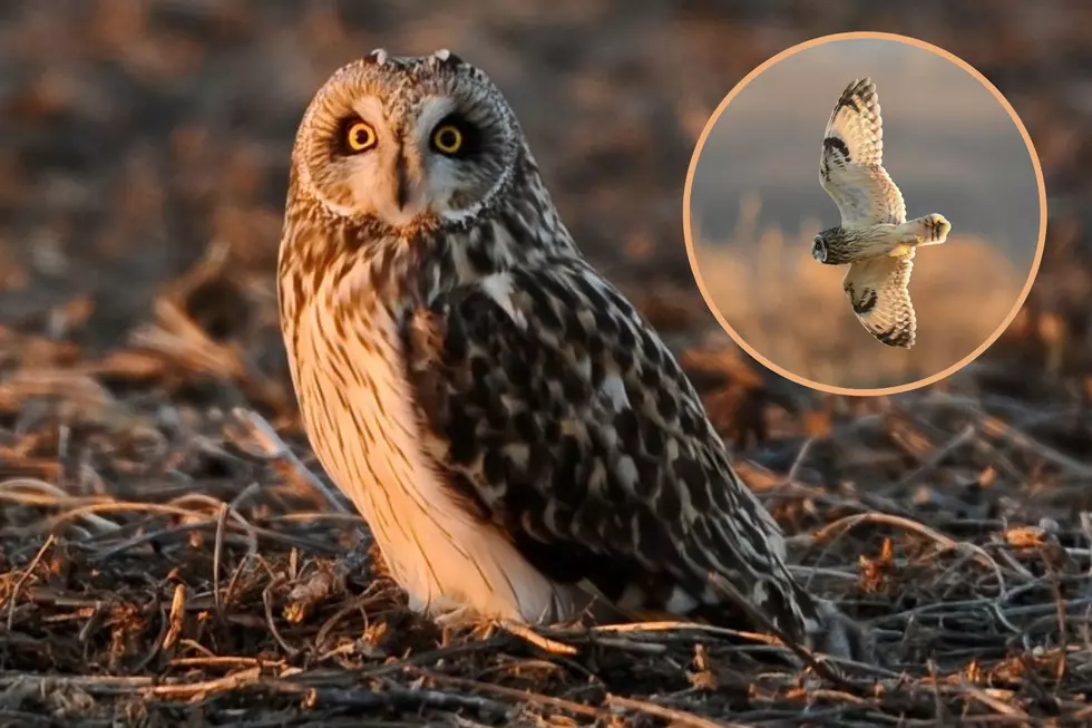 Indiana Photographer Shares Stunning Photos of Short-Eared Owl on the Hunt