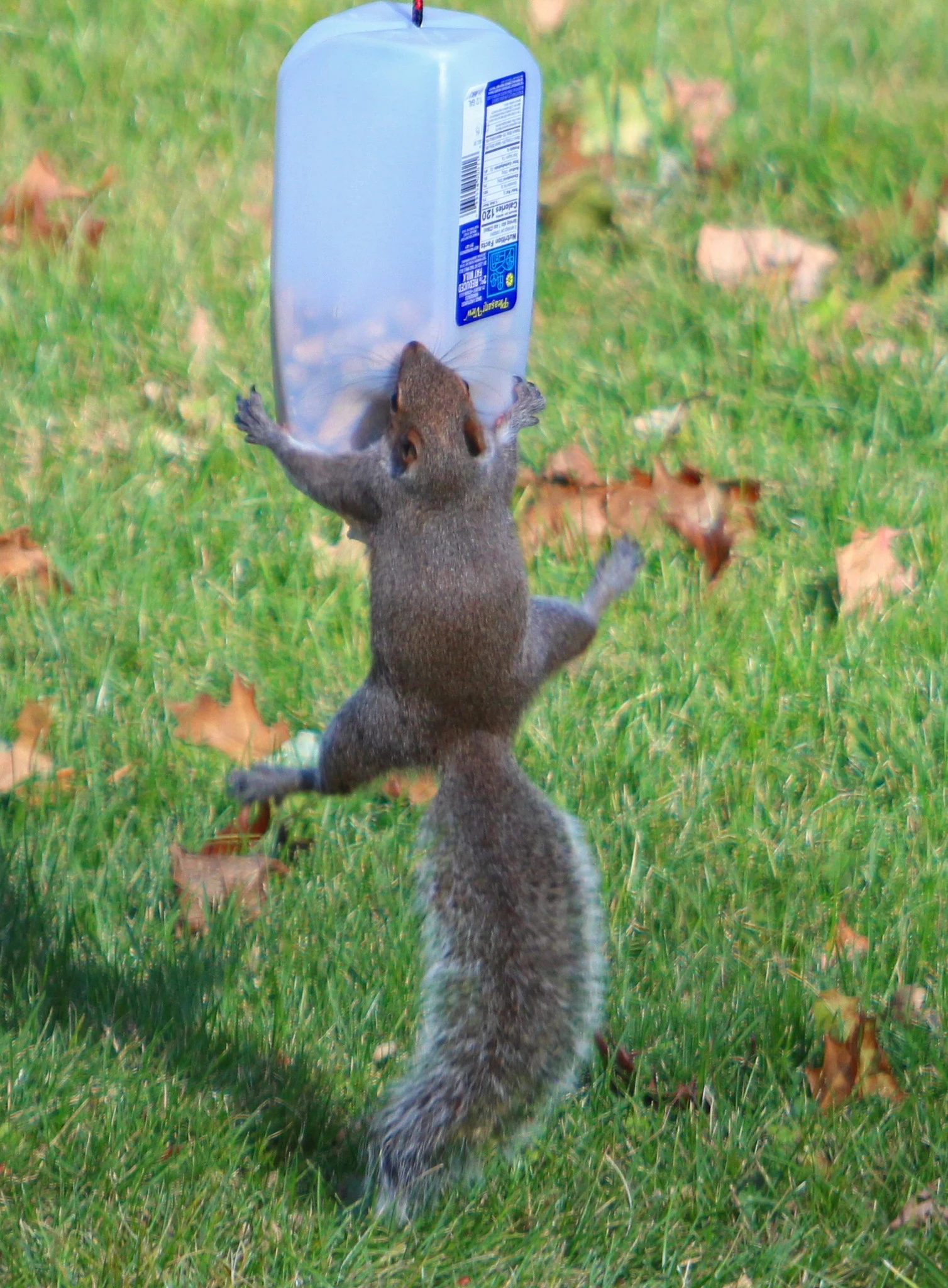 Funny Squirrel Gif 95 - z493ldh