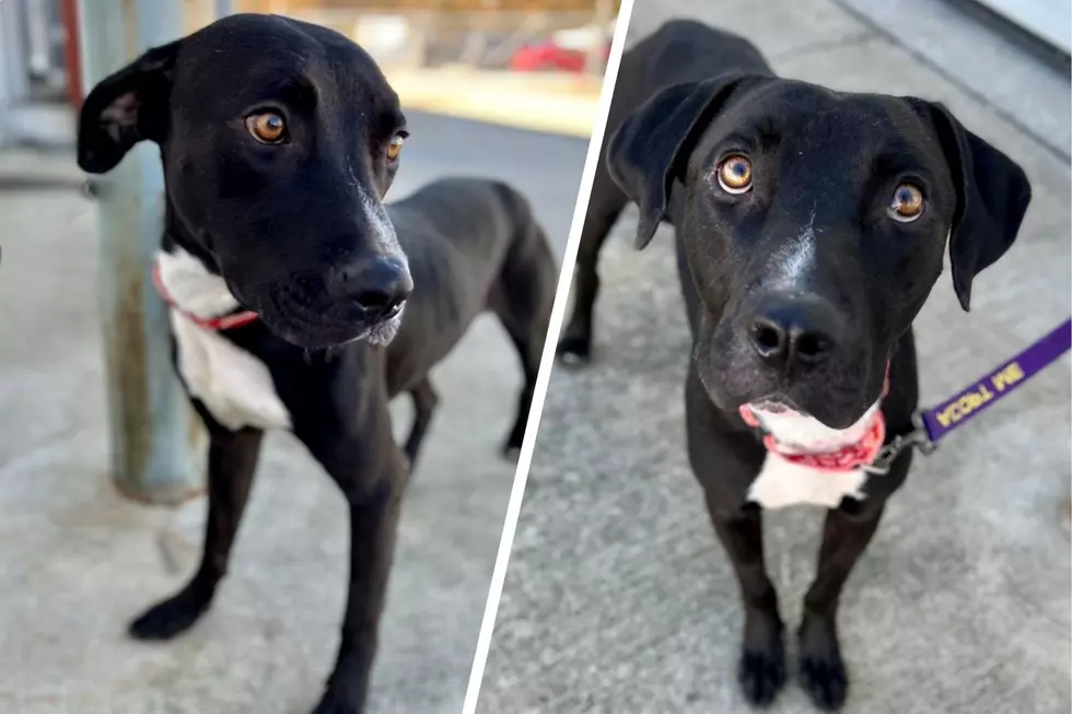 Beautiful Black Lab Mix is Ready for Adoption at Southern Indiana Animal Rescue