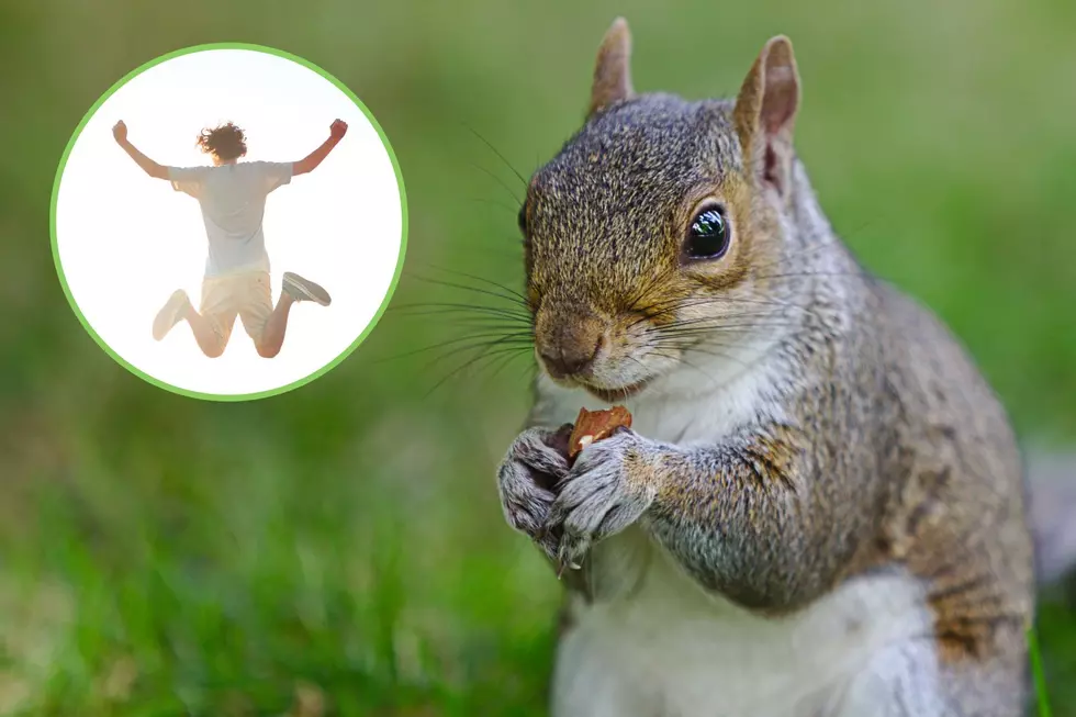 Indiana Squirrels Jump for Joy After Discovering New Peanut Feeder
